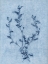 Picture of VICIA SKY BLUE