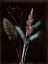 Picture of BOUQUET 4 DARK