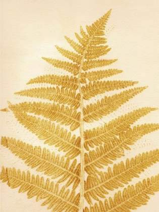 Picture of FERN MUSTARD