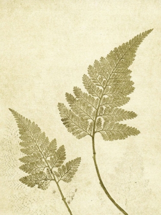 Picture of FERN OLIVE
