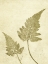 Picture of FERN OLIVE
