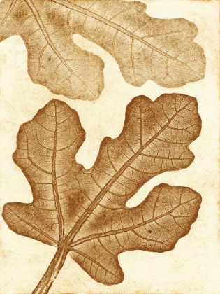 Picture of FIG OCHRE