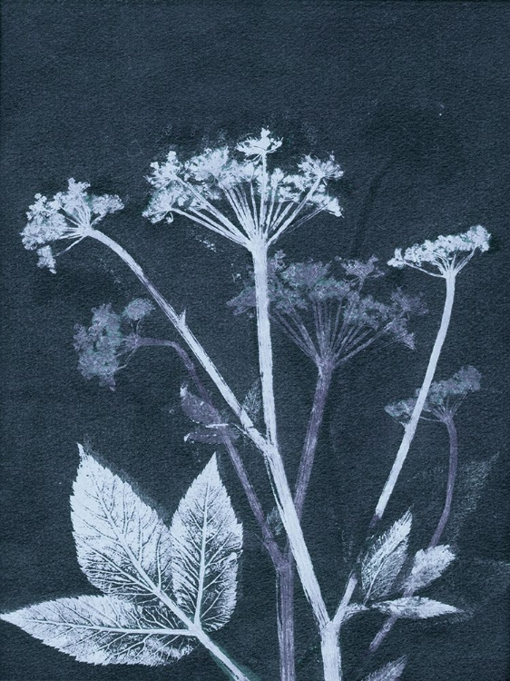 Picture of GROUND ELDER