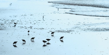 Picture of BLUE SANDPIPERS