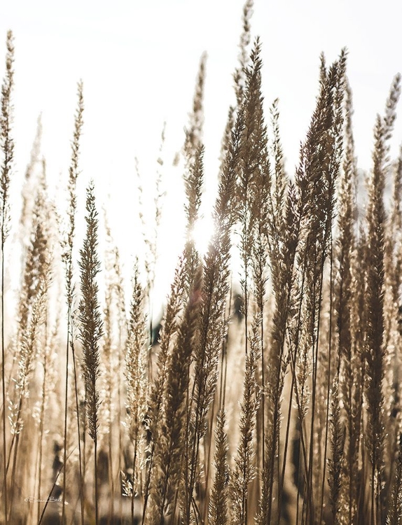 Picture of SUN THROUGH FIELD