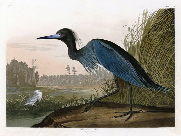 Picture of BLUE CRANE