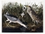 Picture of AUDUBON NIGHT HERON
