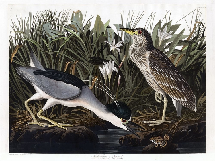 Picture of AUDUBON NIGHT HERON