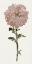 Picture of FLOURISHING FLORAL II