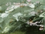 Picture of RESTLESS GREEN