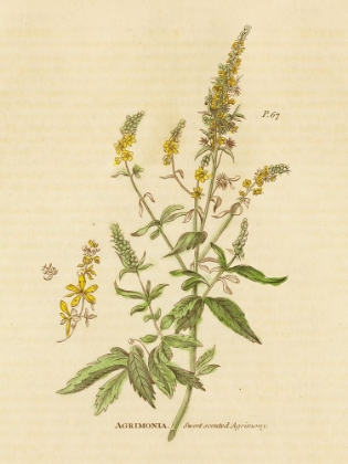 Picture of HERBAL BOTANICAL XXX