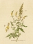 Picture of HERBAL BOTANICAL XXX