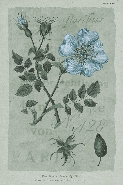 Picture of CONVERSATIONS ON BOTANY IV ON WHITE WITH BLUE