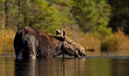 Picture of SWIMMING WITH A MOOSE IN ALGONQUIN PARK