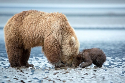 Picture of TENDER TEACHING