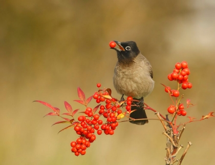 Picture of BULBUL WITH NANDINA