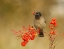 Picture of BULBUL WITH NANDINA