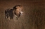 Picture of LION KING