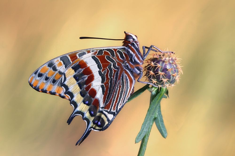 Picture of LA MARIPOSA DEL MADROAPO