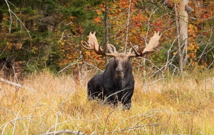 Picture of BULL MOOSE, ALGONQUIN PARK