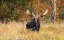 Picture of BULL MOOSE, ALGONQUIN PARK