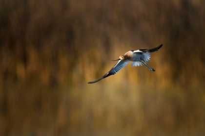 Picture of AMERICAN AVOCET