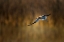 Picture of AMERICAN AVOCET