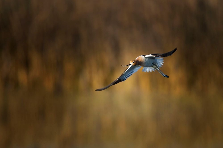 Picture of AMERICAN AVOCET