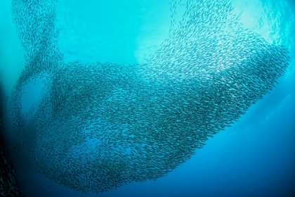 Picture of SCHOOL OF SARDINES AT MOALBOAL