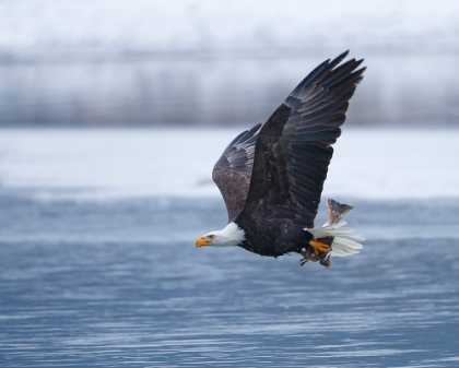 Picture of BALD EAGLE