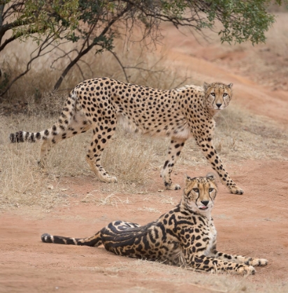 Picture of SPOTS AND STRIPES