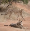Picture of SPOTS AND STRIPES