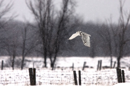 Picture of SNOWY OWL FLYING THROUGH THE SNOW