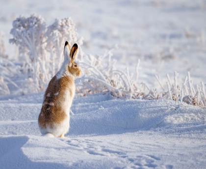Picture of WHITE-TAILED JACKRABBIT