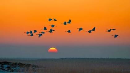 Picture of RED-CROWNED CRANES