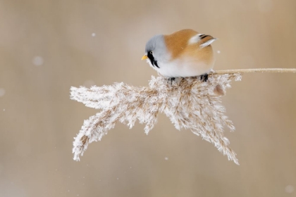 Picture of BEARDED TIT