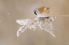 Picture of BEARDED TIT