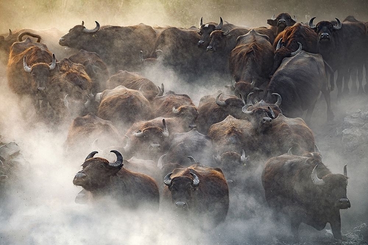 Picture of HERD