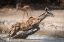 Picture of KUDU JUMP