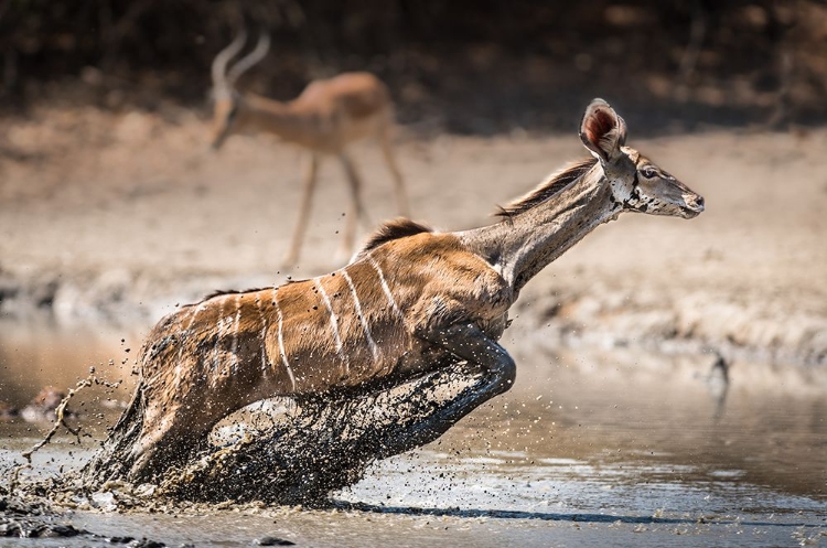 Picture of KUDU JUMP