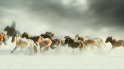 Picture of HORSES GALLOP