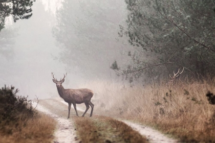 Picture of DEER