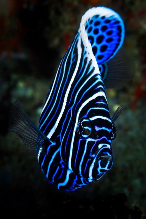 Picture of EMPEROR ANGELFISH