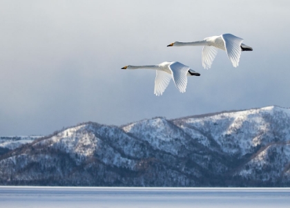 Picture of SWAN@KUSSHARO LAKE