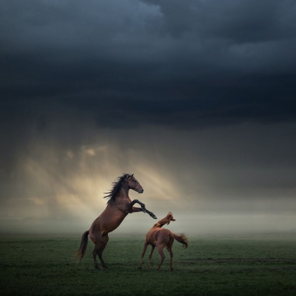 Picture of HORSES FIGHT