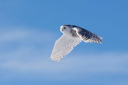 Picture of SNOWY OWL