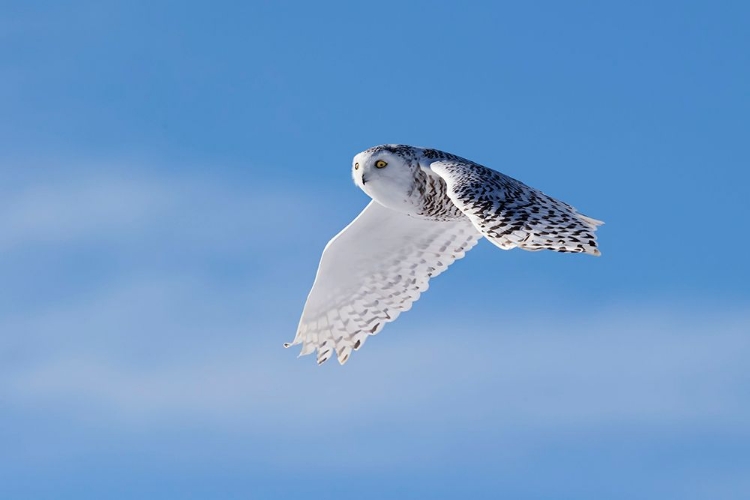 Picture of SNOWY OWL