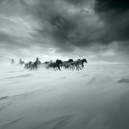 Picture of SNOWY FIELD