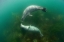 Picture of PAIR