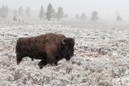 Picture of LATE FALL YELLOWSTONE